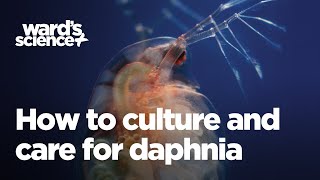 Caring and Culturing for Daphnia [upl. by Woehick]