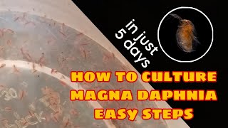 How to Culture Magna Daphnia Easily [upl. by Hayden]