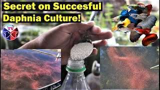 How to Culture Daphnia Successfully [upl. by Elimaj427]