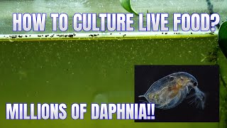 How to Culture Daphnia Secret Method to Breed MILLIONS  Simply Aquatic [upl. by Rehpotisrhc]