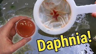 How I Culture Daphnia In Outdoor Tubs [upl. by Dnaltruoc410]