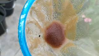 How to culture daphnia moina in a small container Part 1 English Subtitle [upl. by Rives29]