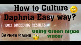 Daphnia MagnaHow to Culture Daphnia Easy wayCulturing Daphnia using Green water Daphnia [upl. by Noremac]