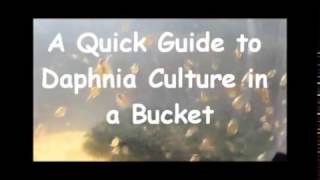 How to culture daphnia outside [upl. by Aissyla]