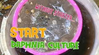 How to culture daphnia moina the easy way 1  Starting the Daphnia culture [upl. by Vookles]