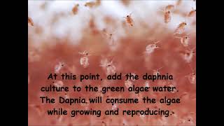 Daphnia  How to grow daphnia in your home [upl. by Daley]