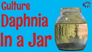 How to Culture Daphnia in a Jar [upl. by Ayn]