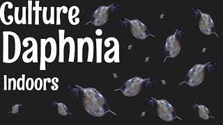 How to Culture Daphnia [upl. by Dylan]