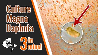 How to culture DAPHNIA MAGNA  The easy way [upl. by Pauline557]