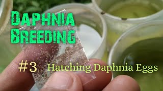 Daphnia Culture made simple and easy 3  Hatching Daphnia eggs [upl. by Naldo]