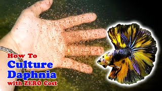 How to Culture Daphnia with ZERO Cost  Unlimited Live Food For Our Fish [upl. by Ecire]