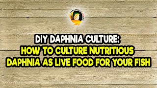 DIY Daphnia Culture How to Culture Nutritious Daphnia as Live Food for Your Fish [upl. by Eanal]