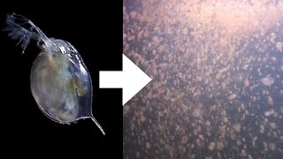 How I Culture Daphnia [upl. by Agemo]