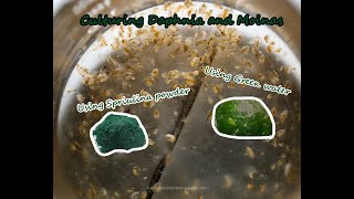 How To Culture Daphnia and Moinas using Green Water Spirulina powder [upl. by Kampmann450]