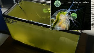 Raising Daphnia for the Freshwater Aquarium [upl. by Lasonde986]