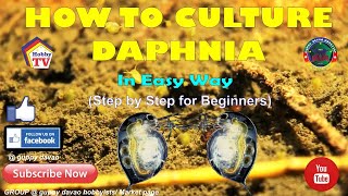 HOW TO CULTURE DAPHNIA In Easy Way [upl. by Oisorbma802]